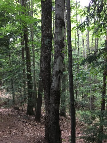 NY - View from my bedroom window